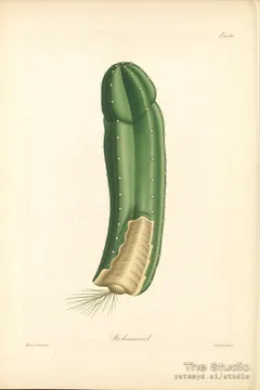 Botanical — Pressed-botanical print